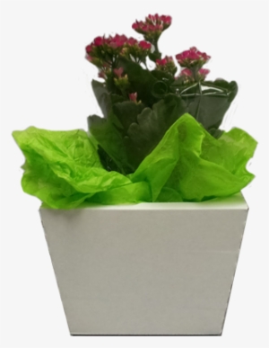 Bouquet Slant Pop & Go® Floral Box - Box #2940466