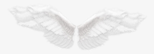 Angel Wings Free Stock #2941618