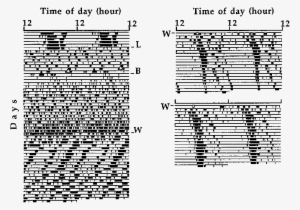 Wheel Running Activity Records Of An Scn Lesioned Hamster - Document #2942185