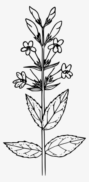 Medium Image - Drawing Of Mustard Plant #2942906