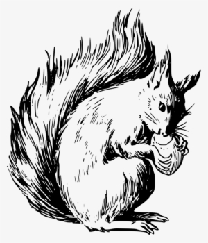 Eastern Gray Squirrel Drawing Chipmunk Rodent Free #2942909