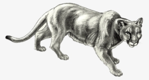 Mountain Lion " - Mountain Lion Black And White #2942932