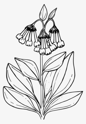 Medium Image - Bluebell Flower Coloring Pages #2943124