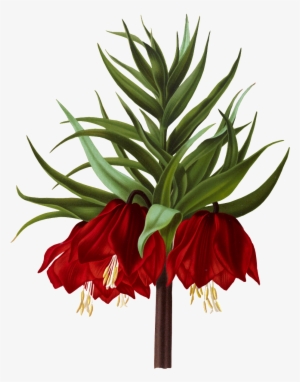 Crown Imperial #2945061