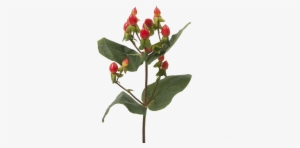 Hypericum Fire Flair - Hypericum #2945119