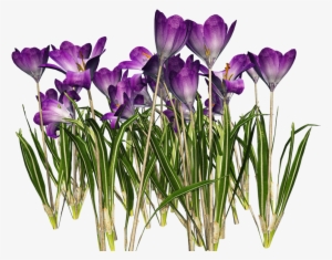 Crocus Png Clipart - Crocus #2945270