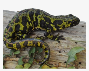 El Pasado 30 De Junio Un Compañero De Red Cambera Localizó - Burmese Python #2946707