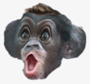 Common Chimpanzee #2947310