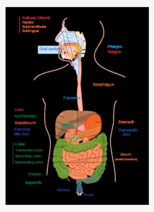 Class X - Human Digestive System #2947316