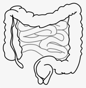 Intestines-293929 1280 - Intestine Clip Art #2947363