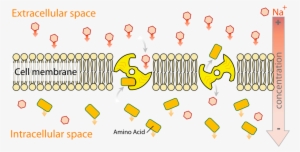 Fig 2 The Sodium Amino Acid Transporter, Which Is Nearly - Biology Secondary Active Transport #2947479