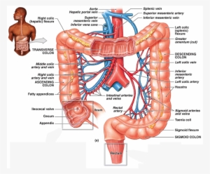Intestinal Gas - Large Intestine Blood Vessels #2947523