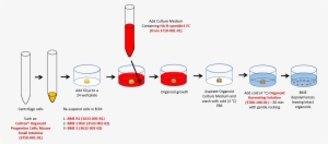 Mouse Small Intestine Organoid Growth And Harvesting - Organoids 6 Well Plate #2947586
