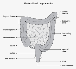 Bowel Resection - Segmental Resection Of Small Bowel - Free Transparent ...