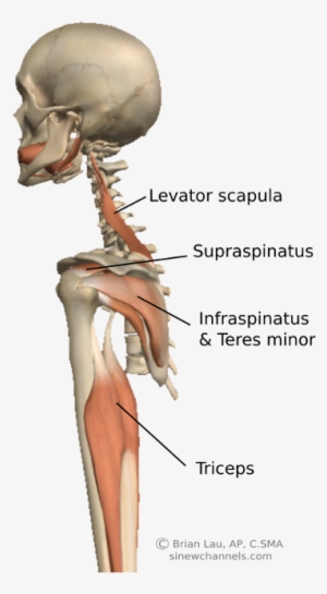 I Feel That The Specific Anatomy Associated With The - Anatomy #2947619