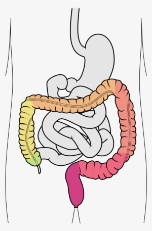The Medical Specialist Prof - Ligament Of Treitz #2947691