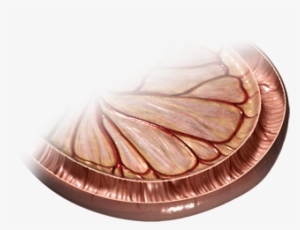 The Small Intestine, Named For Its Small Diameter, - Plywood #2947742 The Small Intestine, Named For Its Small Diameter, - Plywood #2947742