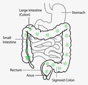 Digestive System PNG, Transparent Digestive System PNG Image Free ...