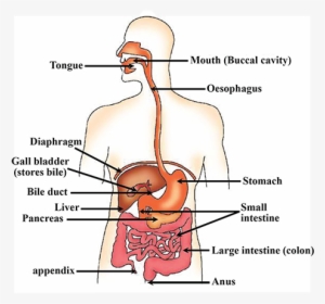 1211 - Human Digestive System Drawing #2947769
