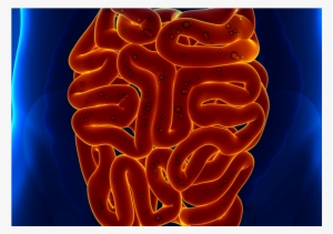 The Health Of Your Gut More Important Than You Think - Absolute Enzymes Complete Digestive Enzyme Formula #2947772