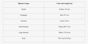 Data Table For Digestive System Lab - Data About The Digestive System #2948006