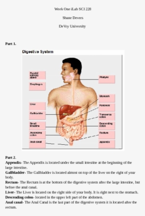 Appendix The Appendix Is Located Under The Small Intestine - Nutrition #2948049
