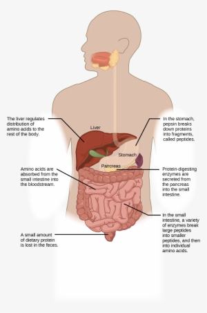 Protein Digestion Begins In The Stomach, Where Pepsin - Digestion #2948054 Protein Digestion Begins In The Stomach, Where Pepsin - Digestion #2948054