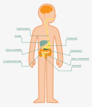 The Large Intestine Also Reabsorbs Water & Nutrients - Cartoon #2948118