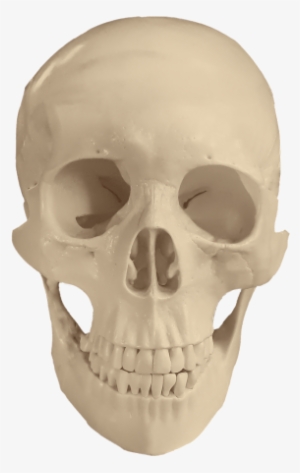 Craneo Png #2949538