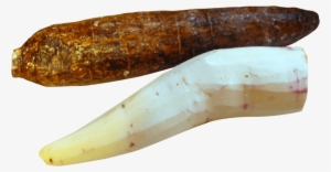 Free Png Cassava Peeled Png Images Transparent - Peeled Cassava #2950885
