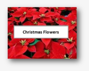 Online Giving - Poingreetplain Note Cards (pk Of 20) #2951313