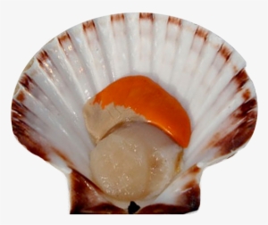 Scallops - Scallops Png #2952343