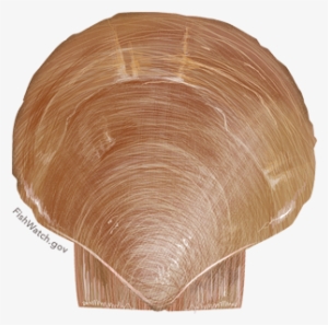 Atlantic Sea Scallop - Placopecten Magellanicus #2952373