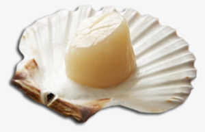 Like Clams And Oysters, Scallops Are Bivalves - Bavarian Cream #2952423