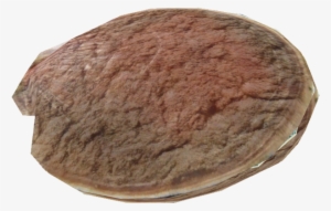 Antarctic Scallop - Antarctica #2952596