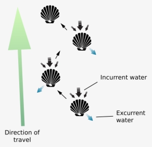 Open - Do Scallops Swim #2952674