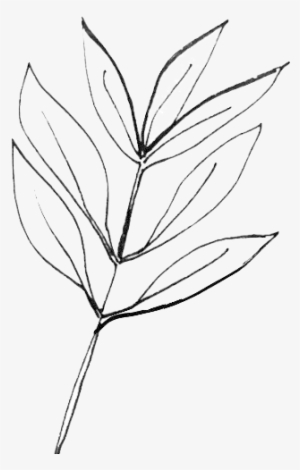 Tea Tree - Tea #2953227