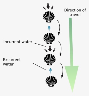 File - Scallop Jump - Svg - Motion #2953296