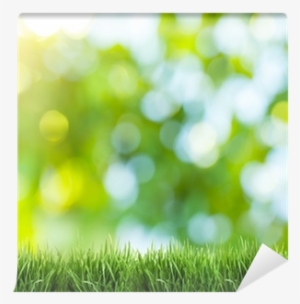 Blurred Nature Background Wall Mural Pixers We Live - Dslr Blur Nature #2955403