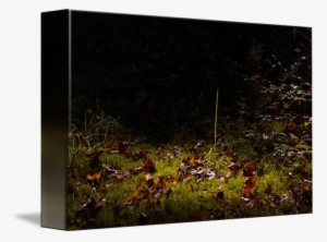 "one Blade Of Grass" By Stephen Sepan, - Grass #2957725