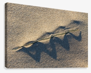 Grass Blade And Serpent Shadow Canvas Print - Artist #2957983