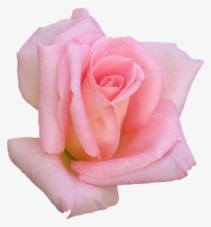 Blackpink/k-pop Image You Want - Розовые Розы #2958583