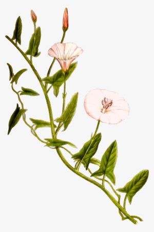Big Image - Bindweed Png #2960087