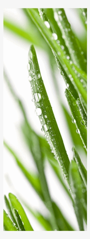 Blades Of Grass Door Mural - Silver #2960190