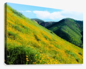 Yellow Poppy Flower Field With Green Leaf And Green - Poppy #2960245