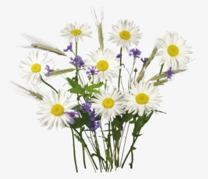 Ромашки С Васильками Клипарт #2960561