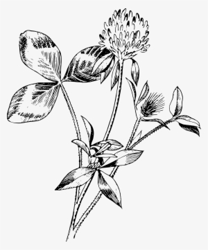 This Free Icons Png Design Of Red Clover #2960750