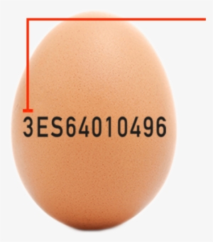 ¿qué Tipos De Huevos Hay En El Mercado - Clases De Huevos #2960832