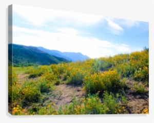 Yellow Poppy Flower Field With Green Leaf And Blue - Poppy #2960965