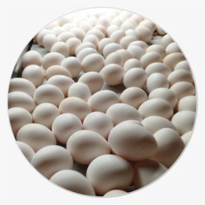 Img Slide Huevo 7 - Egg #2961039